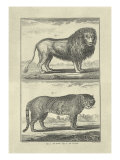 Lion and Tiger