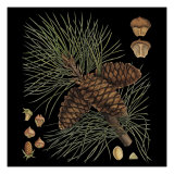 Dramatic Conifers V