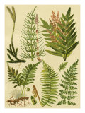 Fern Collection II