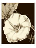 Glorious Blooms II