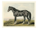Cassell's Horse II