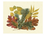 White Oak  Balsam Fir and Yellow Birch