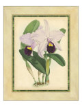 Fitch Orchid IV