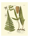 Antique Fern IV