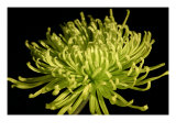 Fuji Mum IV