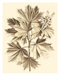 Sepia Munting Foliage V
