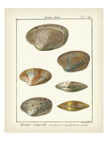 Venus Shells  Pl281