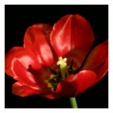 Shimmering Tulips IV