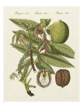 Walnut
