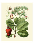 Botanical Glory V