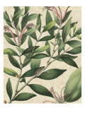 Botanic Beauty II
