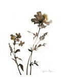Watermark Wildflowers VI