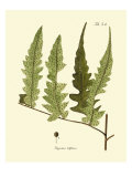 Antique Fern VII