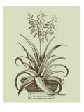 Vintage Aloe II