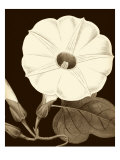 Glorious Blooms I