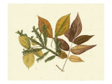 Elm  Spruce  Beech and Ash