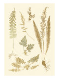 Fern Impressions III