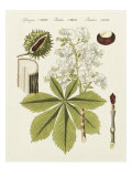 Horse Chestnut