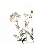 Watermark Wildflowers IX