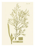 Dramatic Seaweed II