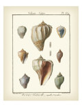 Volute Shells  Pl384