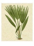 Bourbon Palm