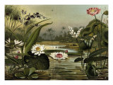 Waterlilies