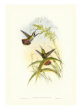 Hummingbird I