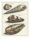 Seashell Menagerie V