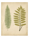 Cottage Ferns II