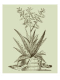 Vintage Aloe III