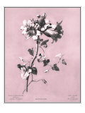 Dussurgey Amaryllis on Pink