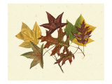 Tulip Tree  Sweet Gum and Scarlet Oak