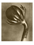 Sepia Botany Study VI