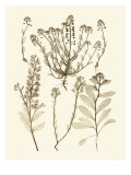 Sepia Nature Study III