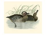 Morris Ducks II
