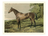 Cassell's Horse IV