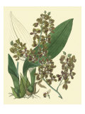 Antique Orchid Study III
