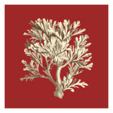 Coral on Red IV