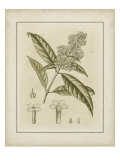 Tinted Botanical II