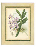 Fitch Orchid V