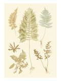 Fern Impressions II