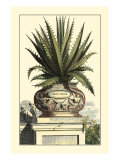 Antique Munting Aloe I