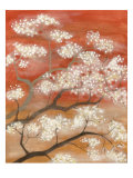 Mandarin Mist II