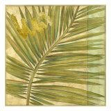 Fan Palm II