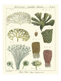 Coral Classification I