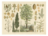 Arbor Collection