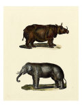 Animal Studies IV