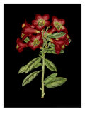 Crimson Flowers on Black IV