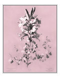Dussurgey Lilium on Pink